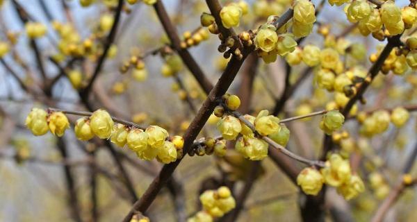 腊梅花种子什么季节种（腊梅的种子种植方法）