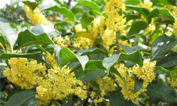 桂花的特点是什么（有关桂花的资料介绍）