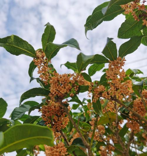 桂花的特点是什么（有关桂花的资料介绍）