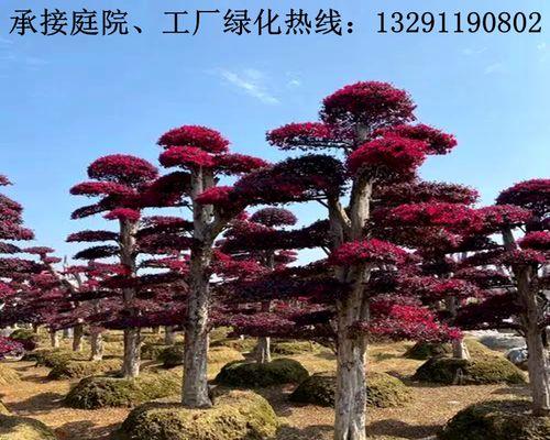 红花继木盆景怎么养（红花继木盆栽种植方法）