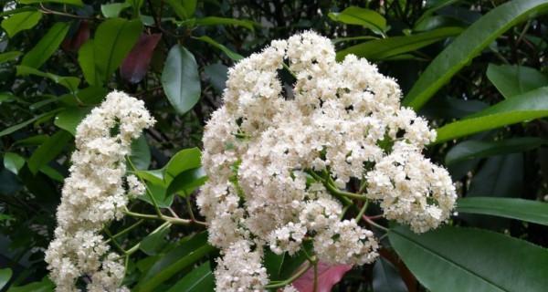 为什么要种石楠花草（石楠花草种植步骤）