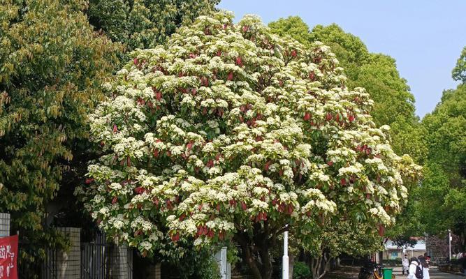 为什么要种石楠花草（石楠花草种植步骤）