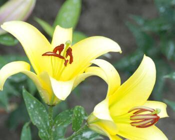 百合什么时候种植（百合种植方法和时间）