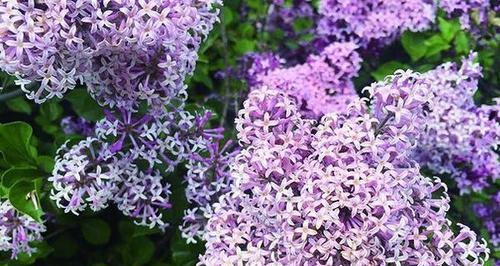 丁香花什么时候开（丁香花的花期简单介绍）