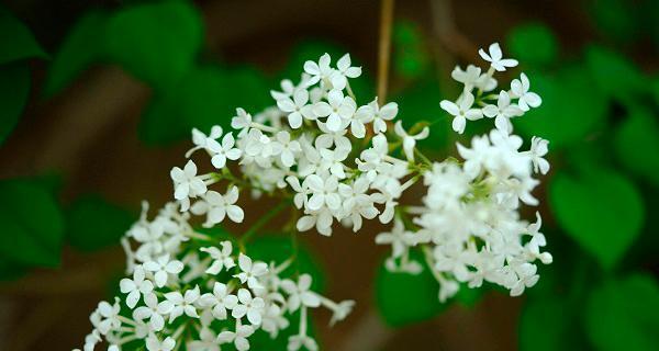 丁香花什么时候开（丁香花的花期简单介绍）