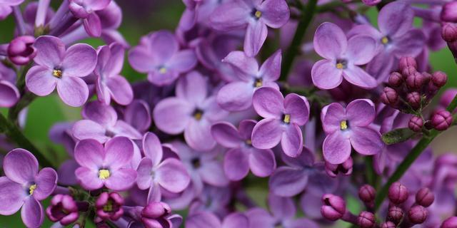 丁香花什么时候开（丁香花的花期简单介绍）