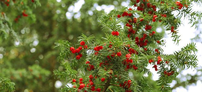 红豆杉如何种植（红豆杉种植方法与技术）