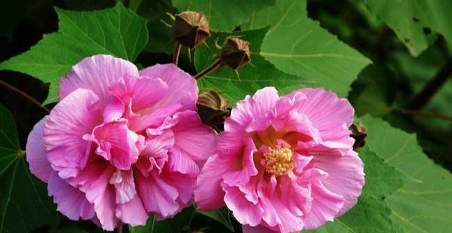 芙蓉花什么时候开花哪个季节好（关于芙蓉花的特点介绍）