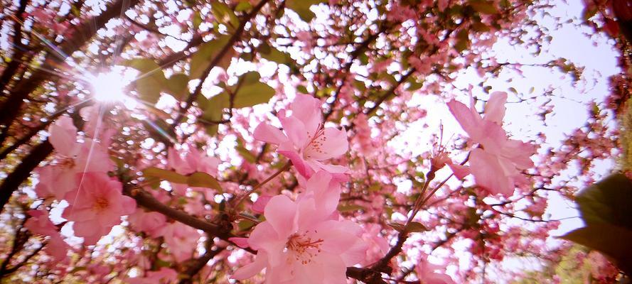 春天里的花有哪些（关于春天代表性的花）