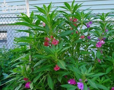 凤仙花种子种植方法步骤（有关凤仙花种植步骤）