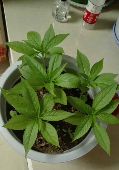 凤仙花种子种植方法步骤（有关凤仙花种植步骤）