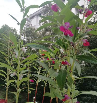 凤仙花种子种植方法步骤（有关凤仙花种植步骤）