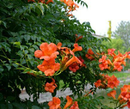 凌霄花花期长吗（了解凌霄花的养护技巧）