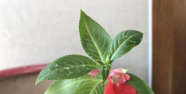 凤仙花怎么养殖（凤仙花的栽培技术）