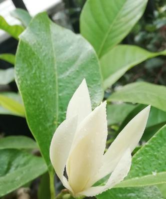 白兰花一年开几次花（有关白兰花的开花时间）