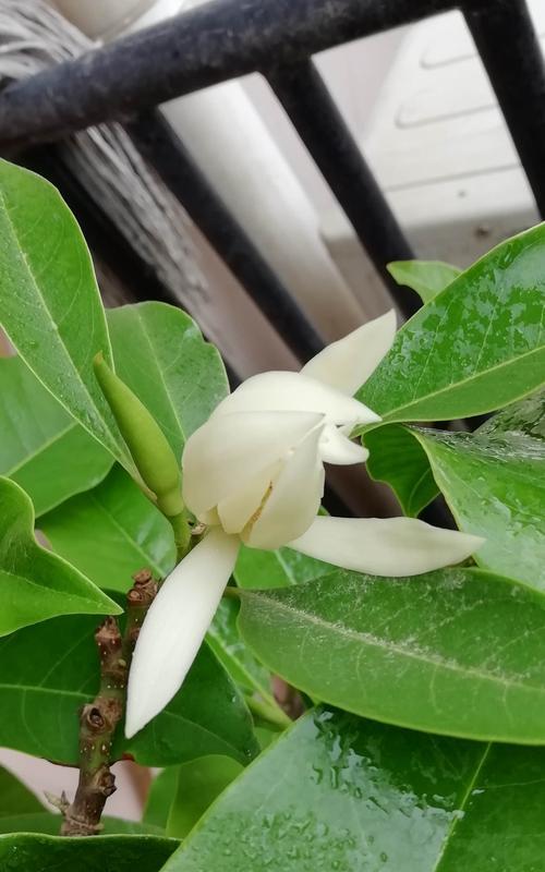 白兰花一年开几次花（有关白兰花的开花时间）