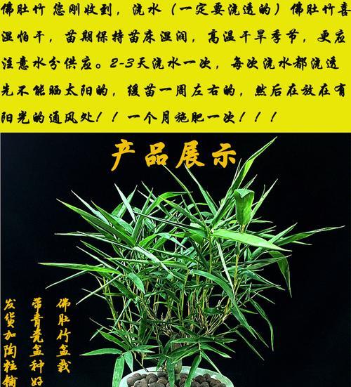 盆景竹子的种类有哪些（常见的观赏竹类介绍）