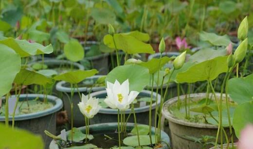 水培碗莲怎么养才能开花（家养碗莲的技巧）