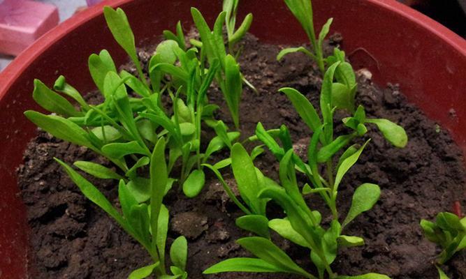 康乃馨种子的种植方法（从种子到花朵，打造美丽康乃馨花园）