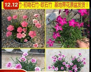 康乃馨种子的种植方法（从种子到花朵，打造美丽康乃馨花园）