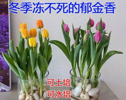 室内什么花好养又好看（盘点八种适合室内养的花）