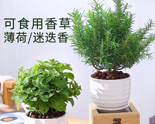 香草是什么植物（常见香草的种类）