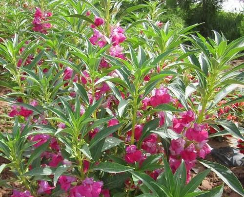 凤仙花怎么传播种子的方法（关于凤仙花的栽培技巧）