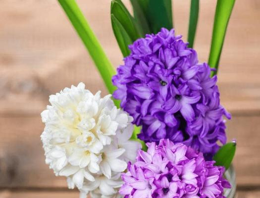 土培风信子开花后怎么处理（土培风信子正确养法讲解）