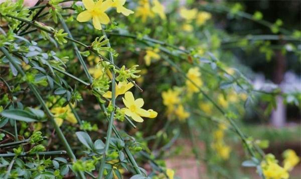 迎春花怎么种植（迎春花种植方法和时间）