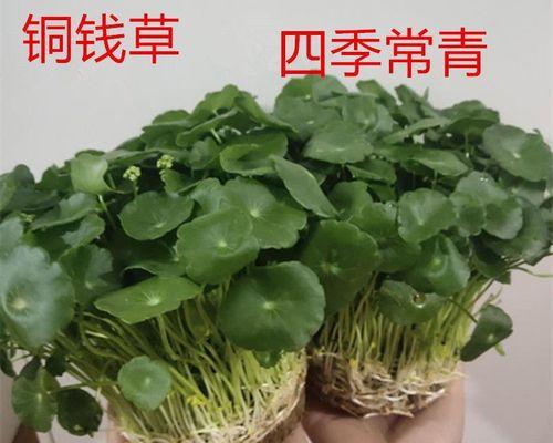 铜钱草怎么养比较茂盛（有关铜钱草的养殖方法）