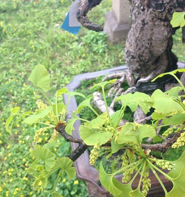 银杏是裸子植物吗（详解银杏植物特征）