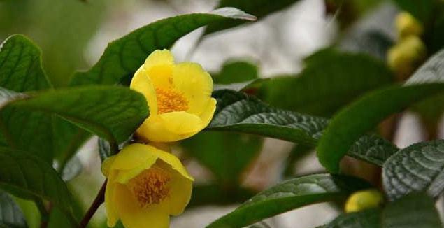 金花茶种植方法和养护（金花茶种植方法和管理）