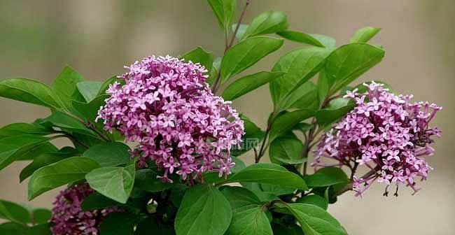 多年生草本植物有哪些（适合庭院的多年生花卉）