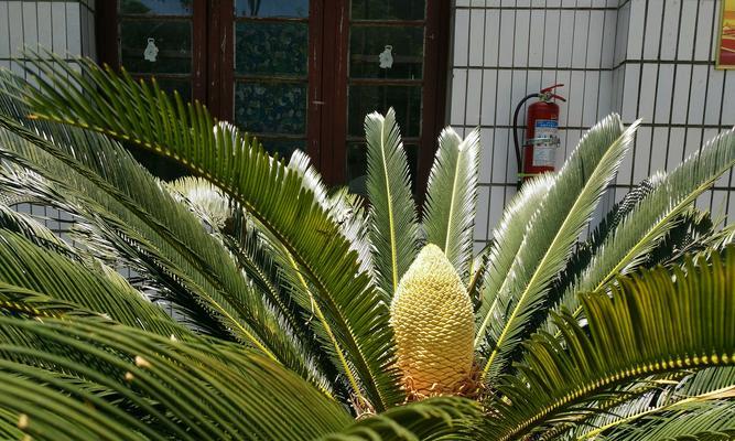 铁树开花是什么样子（观赏铁树花期简介）