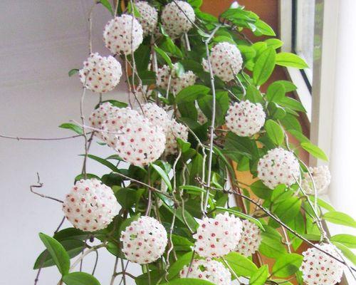 室内爬藤植物有哪些（适合室内种植的藤本植物）