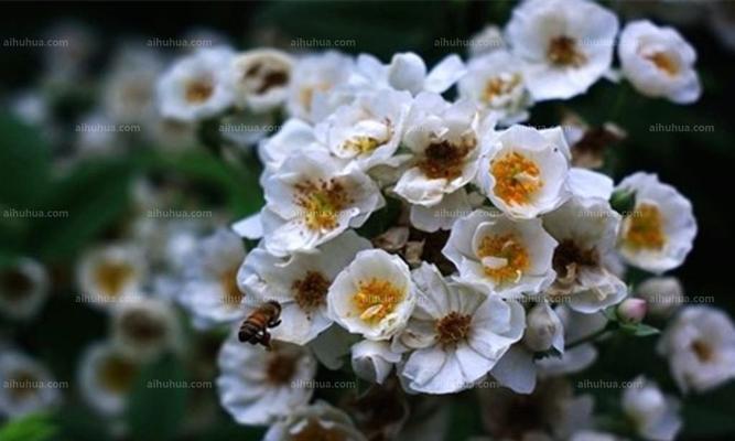 荼靡花怎么养（荼靡花养殖方法讲解）