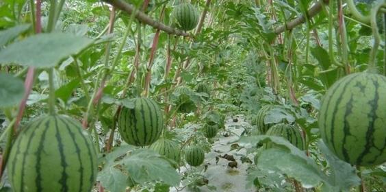 西瓜怎样种植才能高产技术（西瓜的种植方法和技术要点）