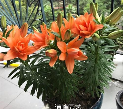 百合花开完花后植株如何处理