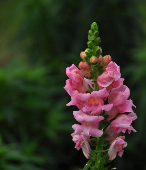 金鱼草如何种植和管理（金鱼草种植方法及步骤）