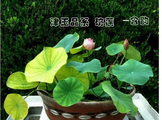 碗莲怎么种植才开花（养护碗莲的正确方法）