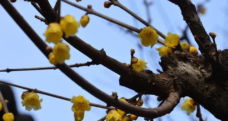 腊梅花长什么样（了解腊梅花开花季节）