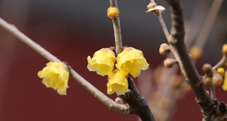 腊梅花长什么样（了解腊梅花开花季节）