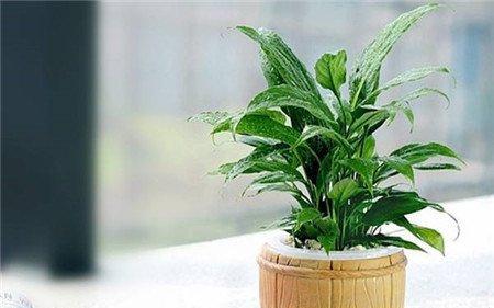 室内养不死的植物排名（适合家养的植物排名）