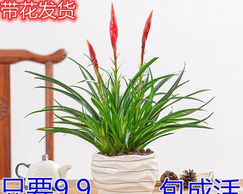 室内养不死的植物排名（适合家养的植物排名）