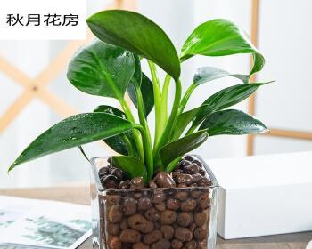 金钻植物怎么养护和浇水（金钻的养护方法与管理）