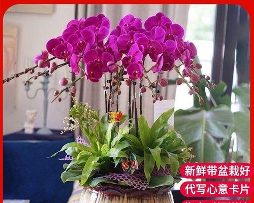 蝴蝶兰花用什么土养（蝴蝶兰最简单养法讲解）