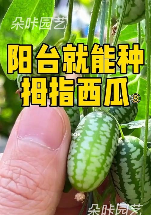 拇指西瓜怎么养（拇指西瓜的种植方法和技术）