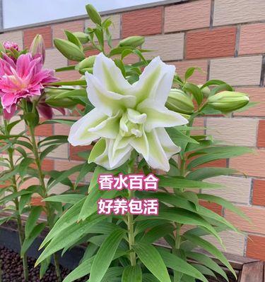 盆栽香水百合怎么养殖（香水百合的种植方法和注意事项）