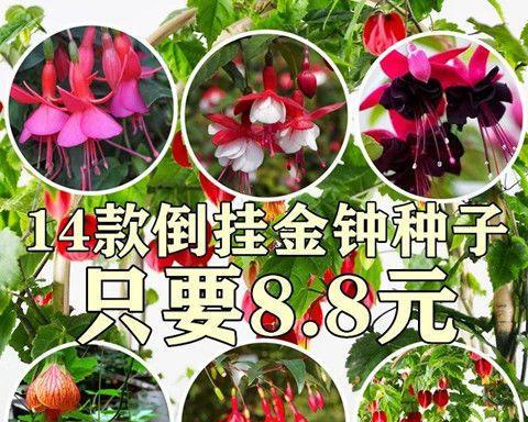 花卉种子怎么播种（教你正确播种）