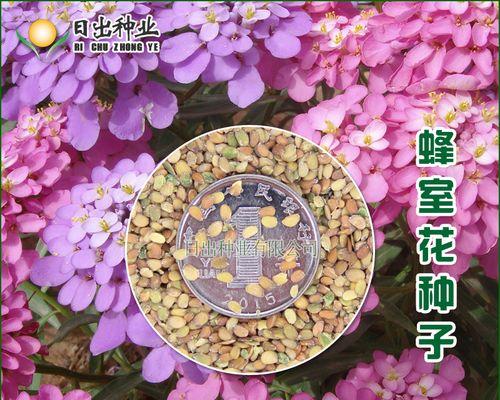 蜂室花什么时候播种（蜂室的播种时间）